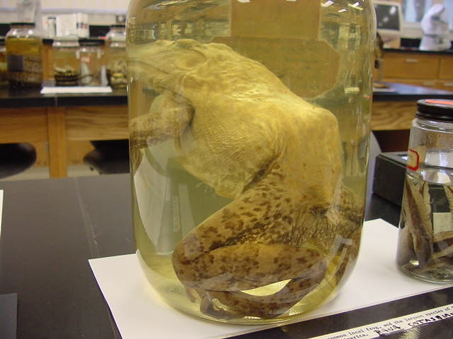 bull frog