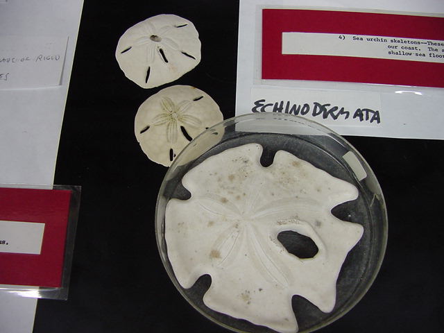 Echinoidea - sand dollar