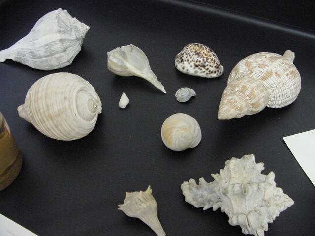 gastropoda