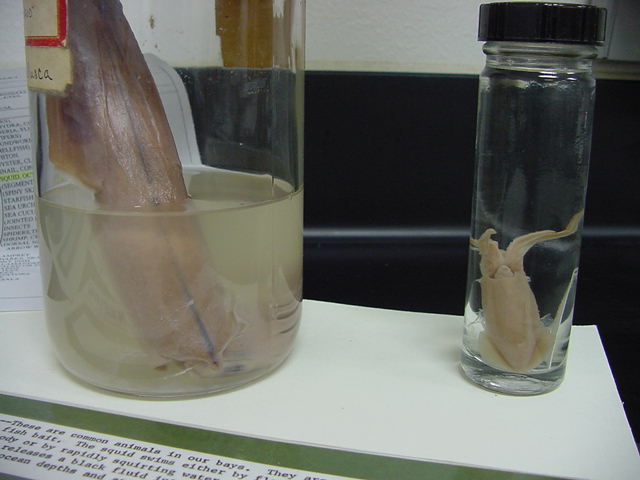 squid