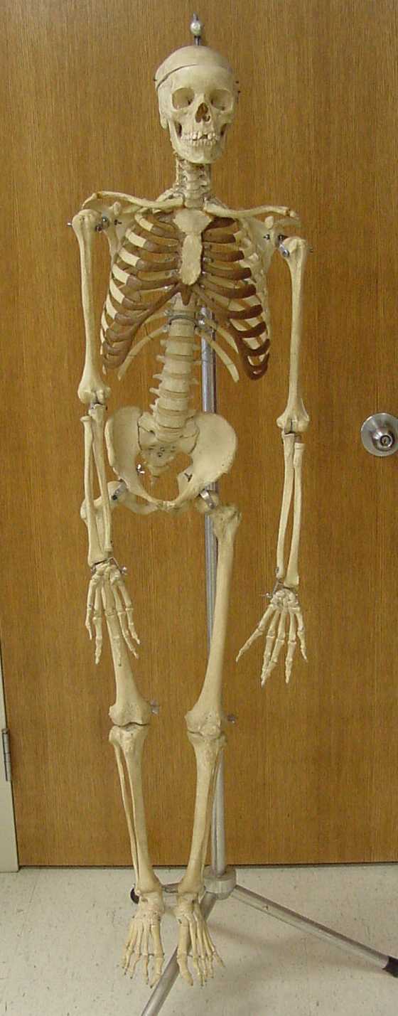 Skeleton - Anterior view