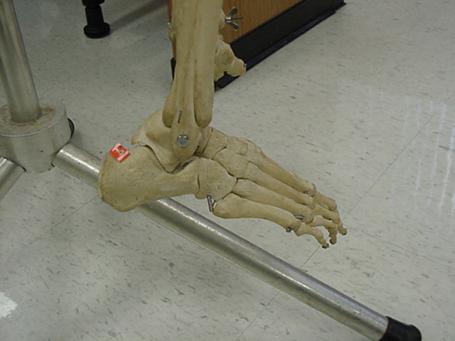 calcaneus
