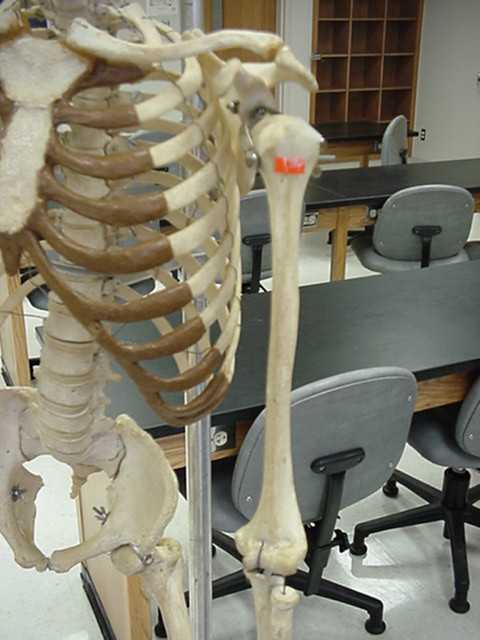 humerus