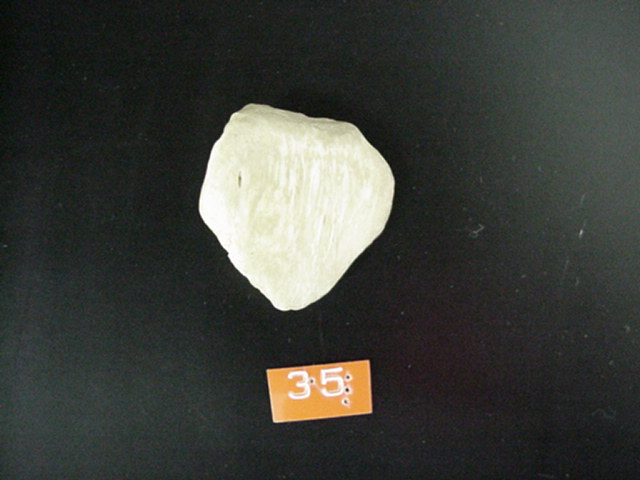 patella
