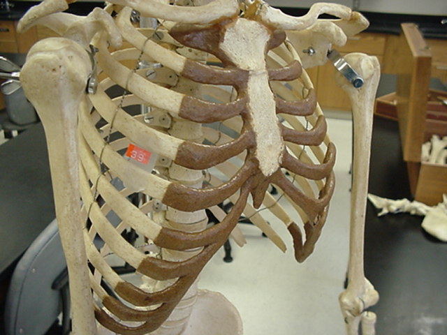 ribs