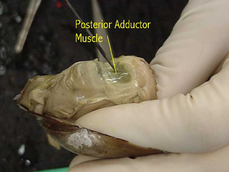 clam - posterior muscles
