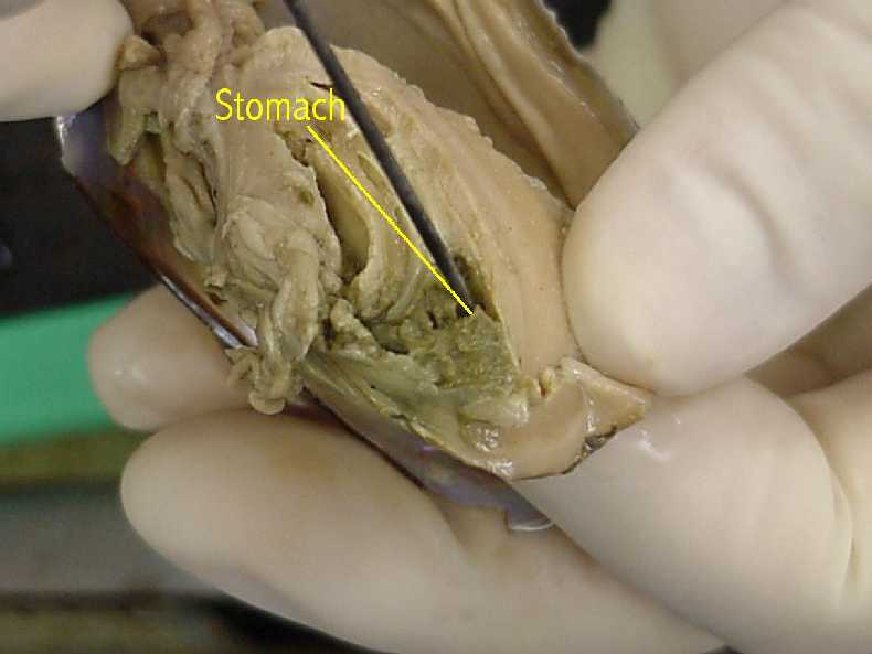 clam - stomach