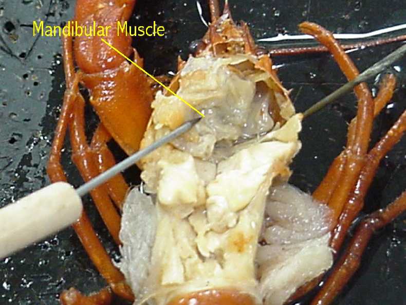 crayfish - mandibular muscle