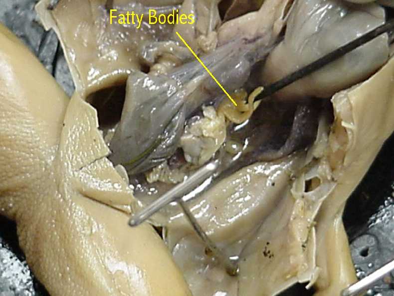 frog - fat bodies