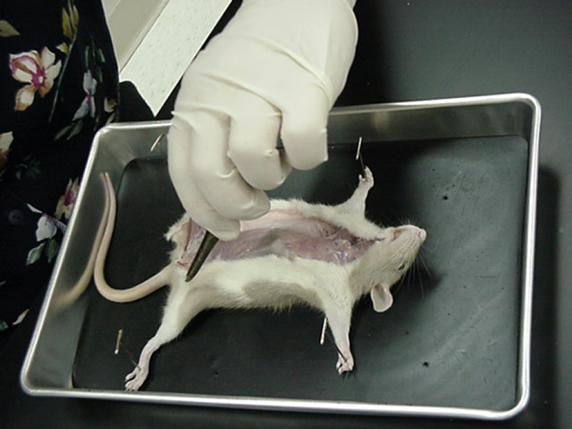 rat initial incision