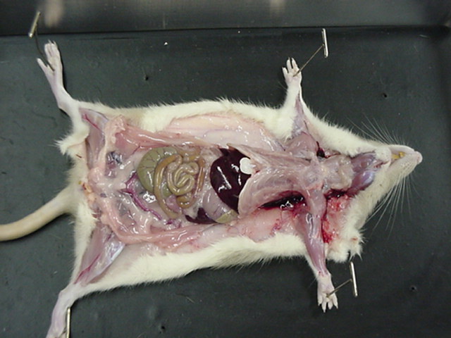 rat - ventral body cavity opened