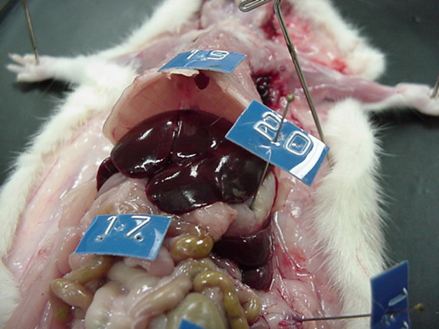 rat-abdominopelvic organs