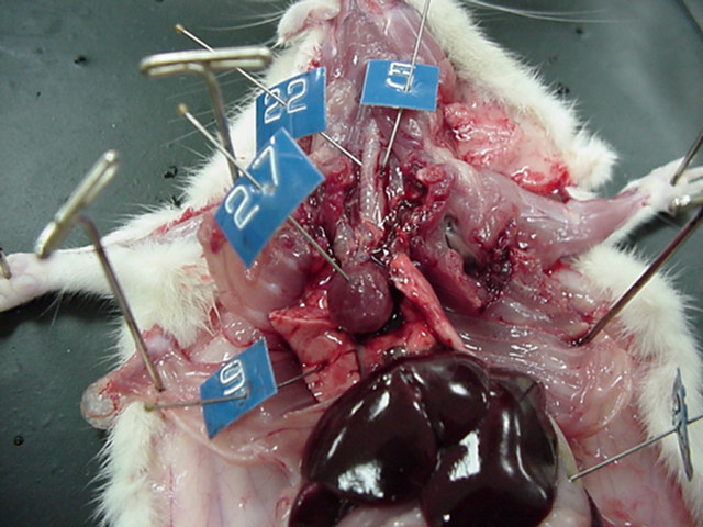 rat-internal organs of thoracic cavity