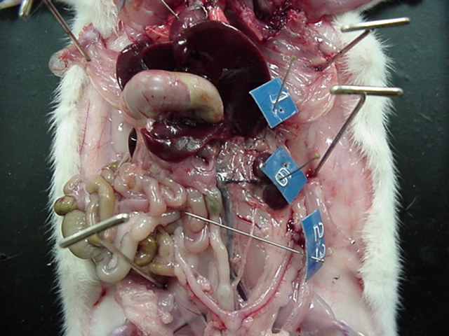 rat - urogenital