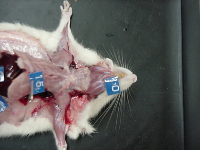 anterior, ventral rat