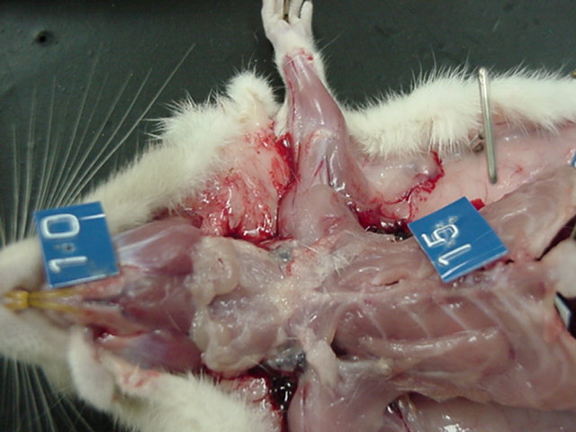 ventral body wall of rat