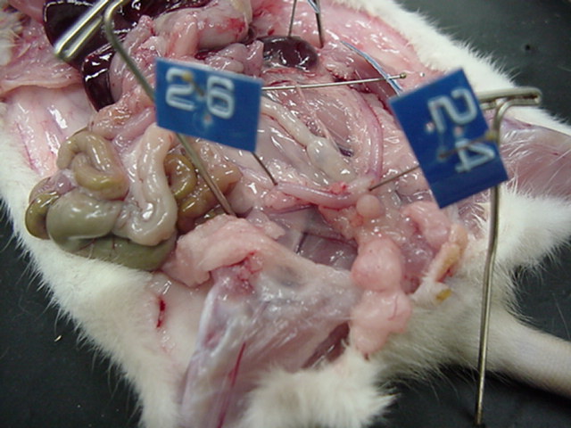 rat - female reproductive