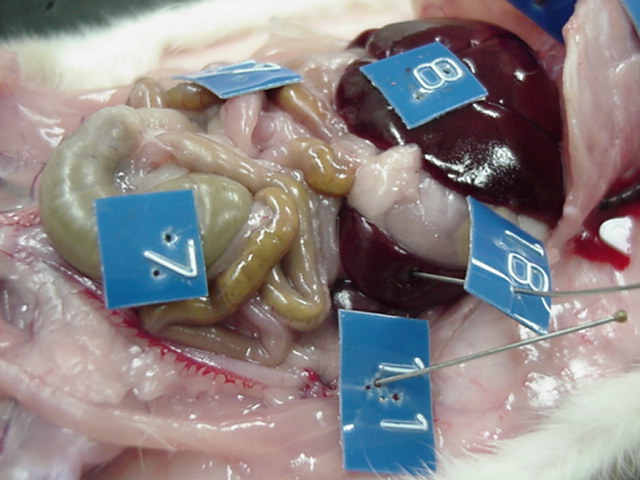 rat-abdominopelvic organs